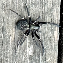 Badumna insignis (Black House Spider) at Aranda, ACT - 9 Nov 2024 by KMcCue