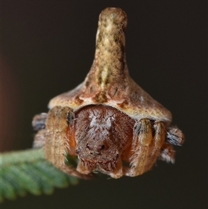 Dolophones sp. (genus) at Jerrabomberra, NSW - 9 Nov 2024