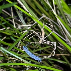 Asianopis sp. (genus) at Mount Kembla, NSW - 3 Nov 2024