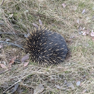 Tachyglossus aculeatus at Hackett, ACT - 9 Nov 2024