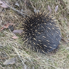 Tachyglossus aculeatus at Hackett, ACT - 9 Nov 2024