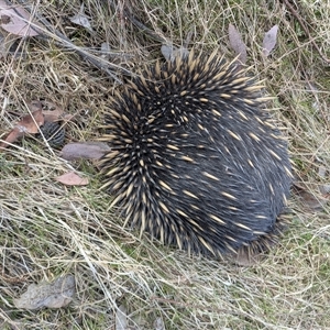 Tachyglossus aculeatus at Hackett, ACT - 9 Nov 2024 04:45 PM