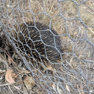 Tachyglossus aculeatus at Hackett, ACT - 9 Nov 2024