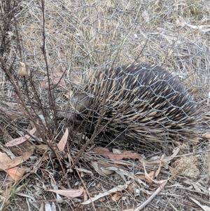 Tachyglossus aculeatus at Hackett, ACT - 9 Nov 2024