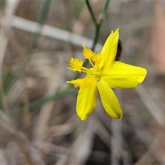 Tricoryne elatior (Yellow Rush Lily) at Hawker, ACT - 9 Nov 2024 by sangio7