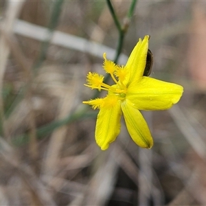 Tricoryne elatior at Hawker, ACT - 9 Nov 2024