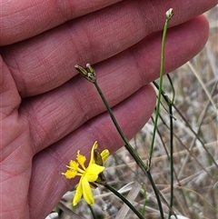 Tricoryne elatior at Hawker, ACT - 9 Nov 2024