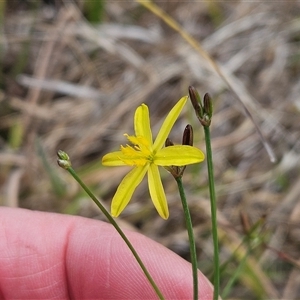 Tricoryne elatior at Hawker, ACT - 9 Nov 2024