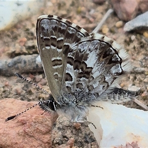 Neolucia agricola at Bungendore, NSW - 9 Nov 2024