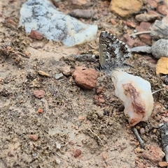 Neolucia agricola at Bungendore, NSW - suppressed