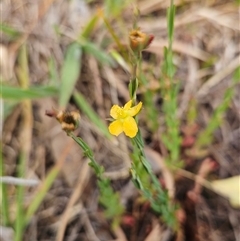 Hypericum gramineum (Small St Johns Wort) at Hawker, ACT - 9 Nov 2024 by sangio7