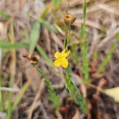 Hypericum gramineum (Small St Johns Wort) at Hawker, ACT - 9 Nov 2024 by sangio7