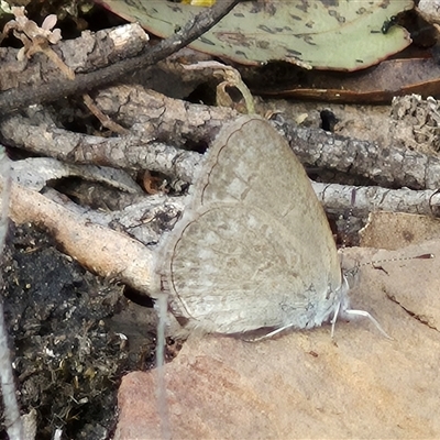 Zizina otis (Common Grass-Blue) at Bungendore, NSW - 9 Nov 2024 by clarehoneydove