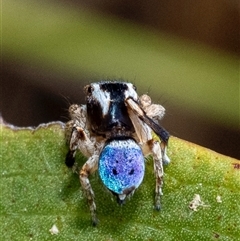 Maratus anomalus (Blue Peacock spider) at Broulee, NSW - 9 Nov 2024 by amiessmacro