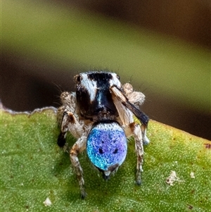 Maratus anomalus at Broulee, NSW - suppressed