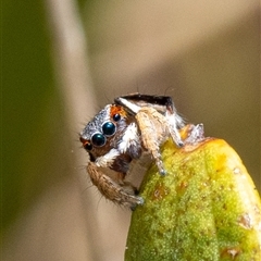 Maratus anomalus at Broulee, NSW - 9 Nov 2024