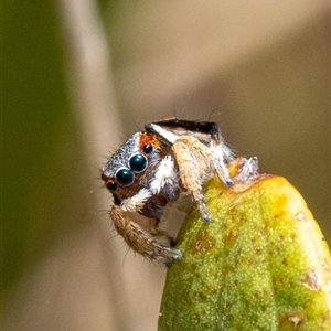 Maratus anomalus at Broulee, NSW - suppressed