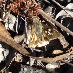 Trapezites phigalia (Heath Ochre) at Bungendore, NSW - 9 Nov 2024 by clarehoneydove