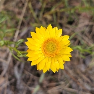 Xerochrysum viscosum at Hawker, ACT - 9 Nov 2024 02:26 PM