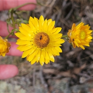 Xerochrysum viscosum at Hawker, ACT - 9 Nov 2024 02:26 PM