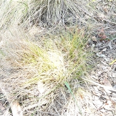 Carex inversa (Knob Sedge) at Belconnen, ACT - 9 Nov 2024 by JohnGiacon