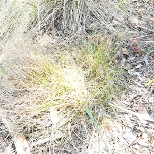 Carex inversa at Belconnen, ACT - 9 Nov 2024