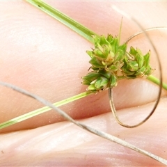 Carex inversa at Belconnen, ACT - 9 Nov 2024