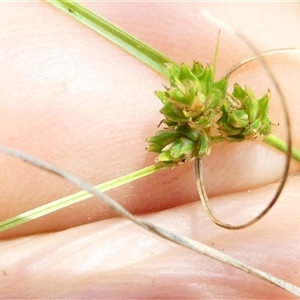 Carex inversa at Belconnen, ACT - 9 Nov 2024