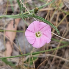 Convolvulus angustissimus subsp. angustissimus (Australian Bindweed) at Hawker, ACT - 9 Nov 2024 by sangio7