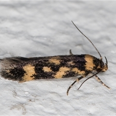 Diaphanta chryseres at Melba, ACT - 6 Nov 2024 08:56 PM