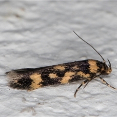 Diaphanta chryseres at Melba, ACT - 6 Nov 2024 08:56 PM