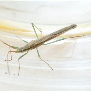 Mutusca brevicornis at Belconnen, ACT - 9 Nov 2024