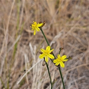 Tricoryne elatior at Hawker, ACT - 9 Nov 2024