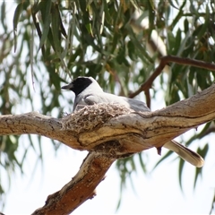 Coracina novaehollandiae (Black-faced Cuckooshrike) at Urana, NSW - 5 Nov 2024 by MB