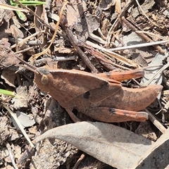 Goniaea australasiae (Gumleaf grasshopper) at Bungendore, NSW - 9 Nov 2024 by clarehoneydove