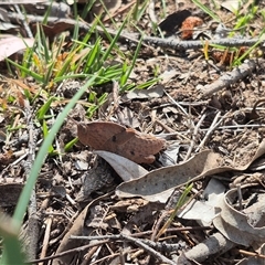 Goniaea australasiae at Bungendore, NSW - suppressed