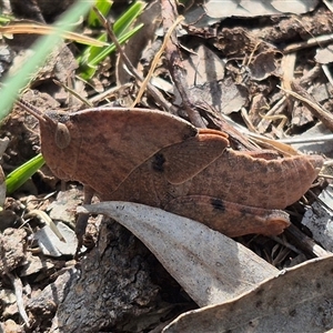 Goniaea australasiae at Bungendore, NSW - 9 Nov 2024