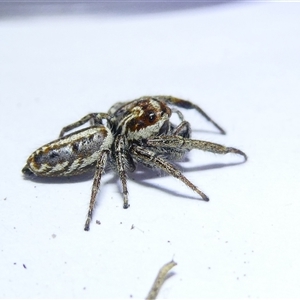 Opisthoncus sp. (genus) at Belconnen, ACT - 9 Nov 2024