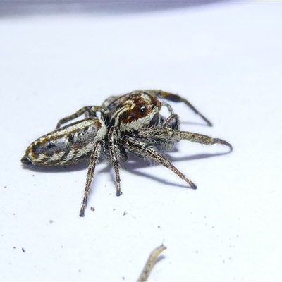 Opisthoncus sp. (genus) (Unidentified Opisthoncus jumping spider) at Belconnen, ACT - 9 Nov 2024 by JohnGiacon