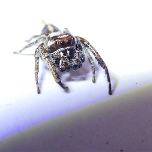 Opisthoncus sp. (genus) at Belconnen, ACT - 9 Nov 2024