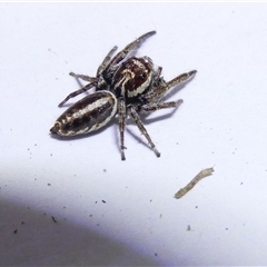 Opisthoncus sp. (genus) at Belconnen, ACT - 9 Nov 2024