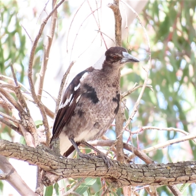 Gymnorhina tibicen (Australian Magpie) at Urana, NSW - 5 Nov 2024 by MB