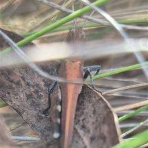 Goniaea opomaloides at Bungendore, NSW - 9 Nov 2024