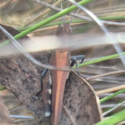 Goniaea opomaloides (Mimetic Gumleaf Grasshopper) at Bungendore, NSW - 9 Nov 2024 by clarehoneydove