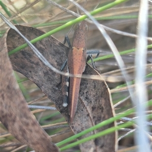 Goniaea opomaloides at Bungendore, NSW - 9 Nov 2024