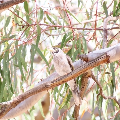 Manorina melanocephala (Noisy Miner) at Urana, NSW - 5 Nov 2024 by MB