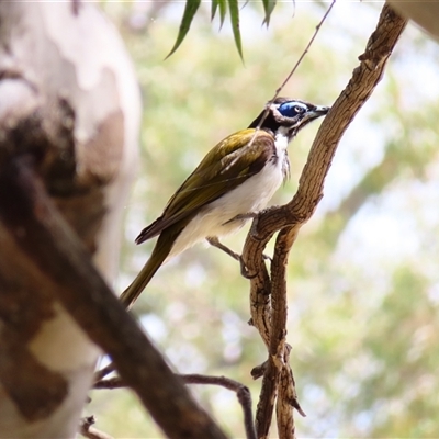 Entomyzon cyanotis (Blue-faced Honeyeater) at Urana, NSW - 5 Nov 2024 by MB