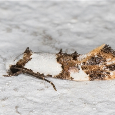 Monopis meliorella (Blotched Monopis Moth) at Melba, ACT - 6 Nov 2024 by kasiaaus