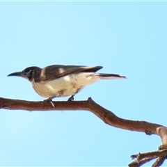 Philemon corniculatus at Urana, NSW - 5 Nov 2024 04:48 PM
