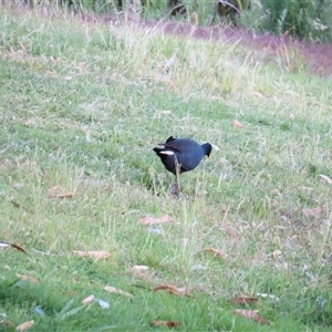 Gallinula tenebrosa at Urana, NSW - 5 Nov 2024 07:17 PM